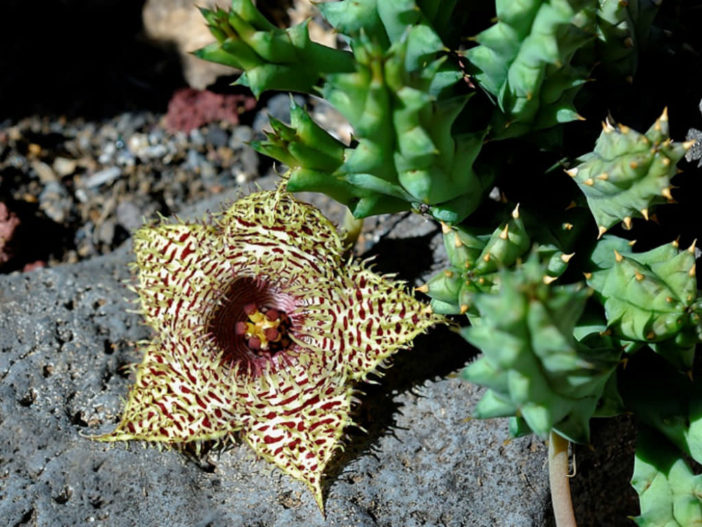 Huernia hystrix (Porcupine Huernia)