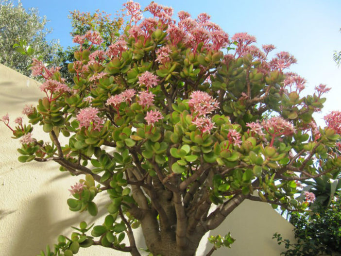 Jade Plant Branch Out