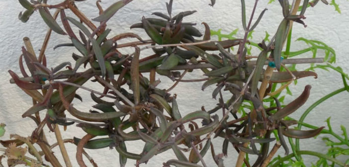 Kalanchoe Beauverdii Rare Climbing Succulent vine cactus tillandsia air plant ex