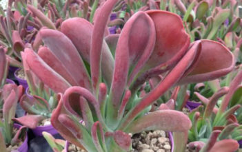 Kalanchoe luciae 'Oricula' Kalanchoe luciae 'Oricula'