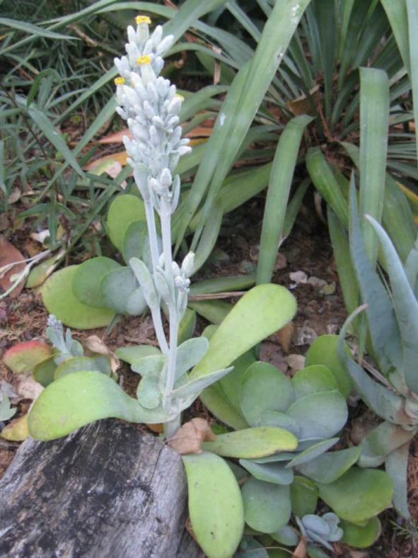 Kalanchoe thyrsiflora (Paddle Plant)
