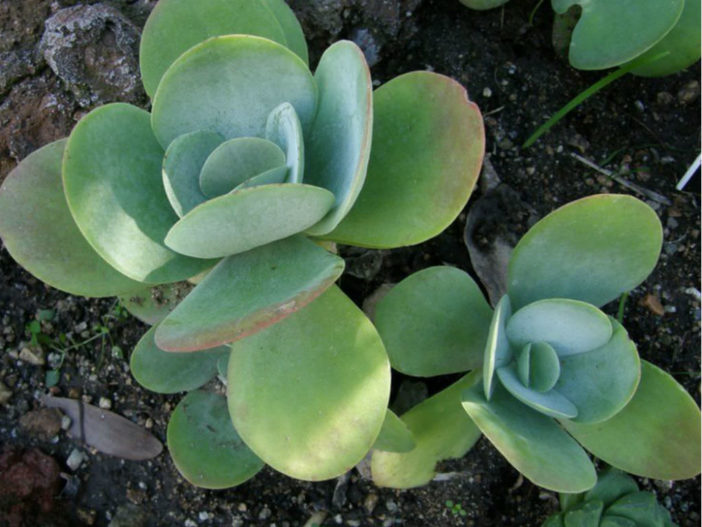 Kalanchoe thyrsiflora كلانشو زيرسيفلورا Kalanchoe-thyrsiflora-Paddle-Plant4-702x527