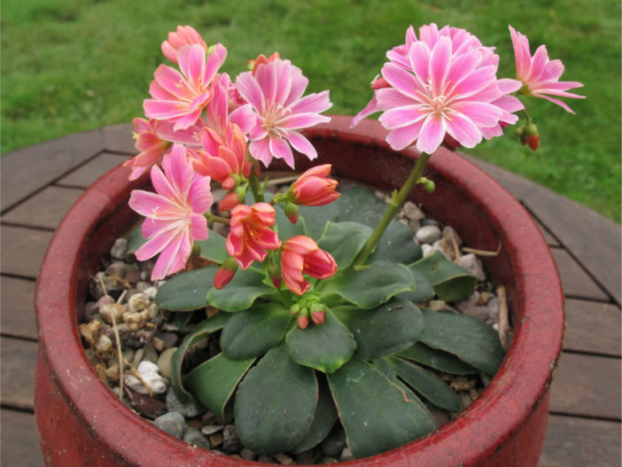 Lewisia cotyledon (Siskiyou Lewisia)