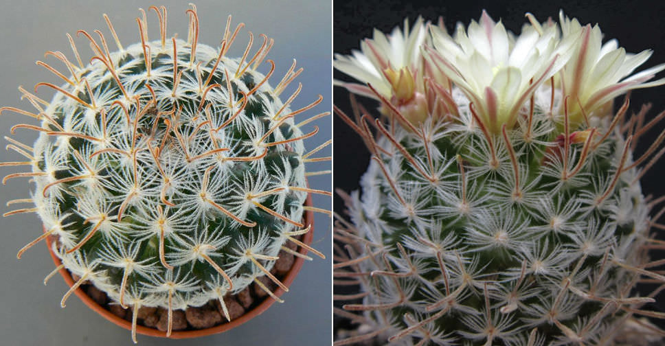 Mammillaria duwei - World of Succulents