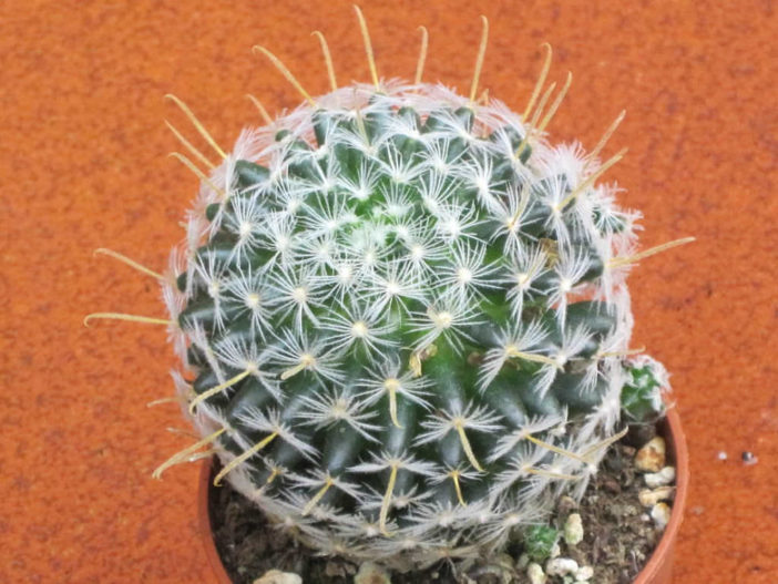 Mammillaria duwei - World of Succulents