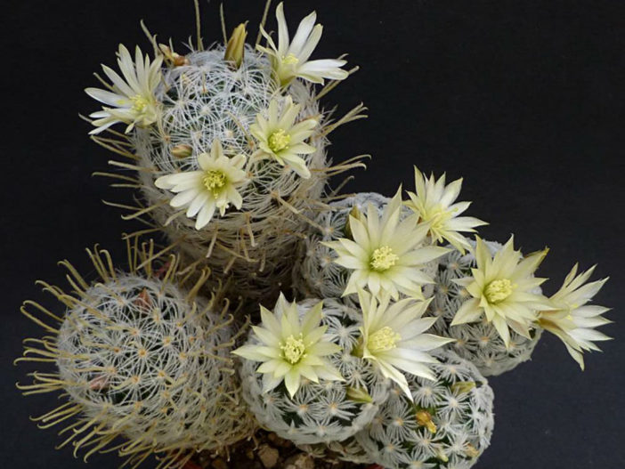 Mammillaria duwei