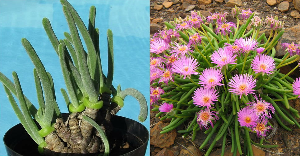 Monilaria obconica (Bunny Succulent) World of Succulents