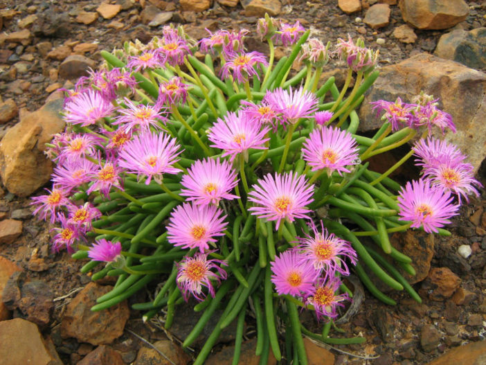 Monilaria obconica (Bunny Succulent)