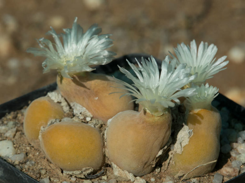 Muiria hortenseae (Mouse Head Mesemb)