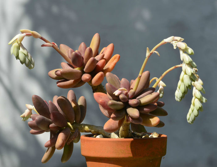 Pachyphytum 'Captain Jessop'