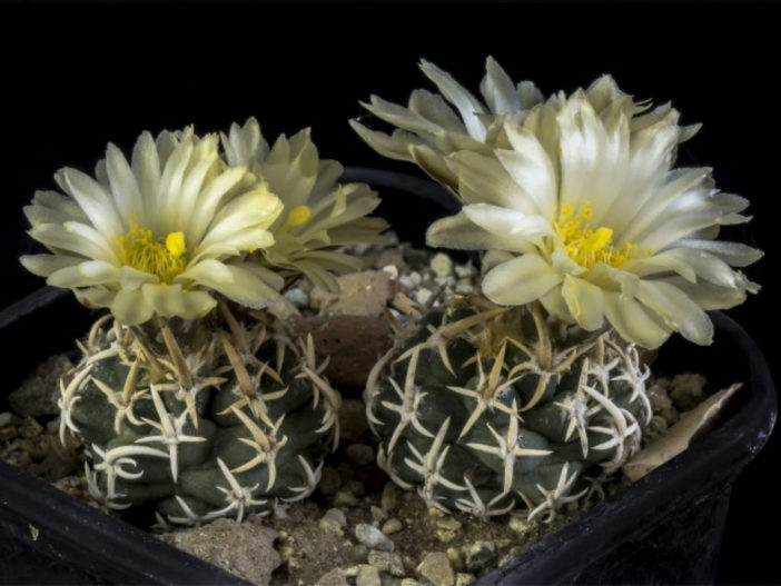 Pediocactus