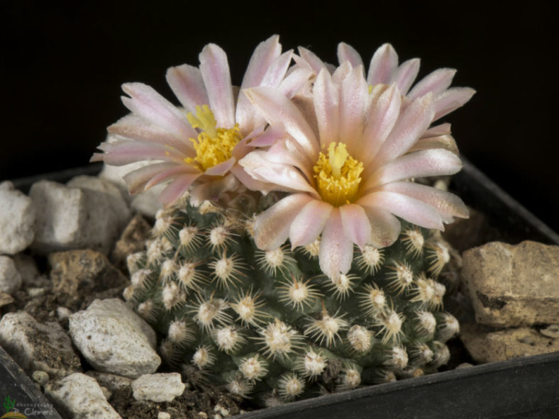 Pediocactus knowltonii (Knowlton's Cactus)