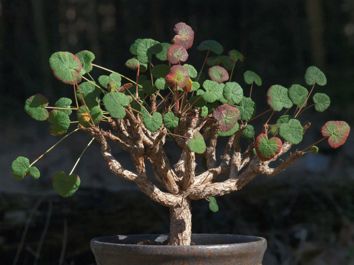 Pelargonium cotyledonis (Old Father Live Forever)