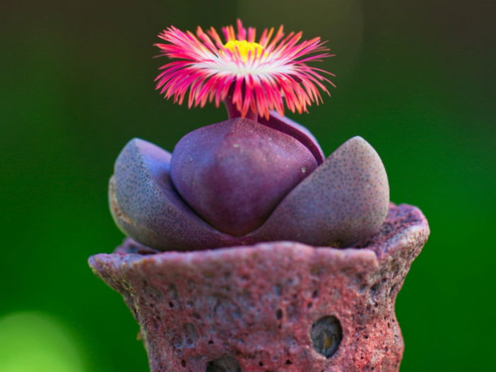 Pleiospilos nelii 'Royal Flush' (Royal Flush Split Rock)