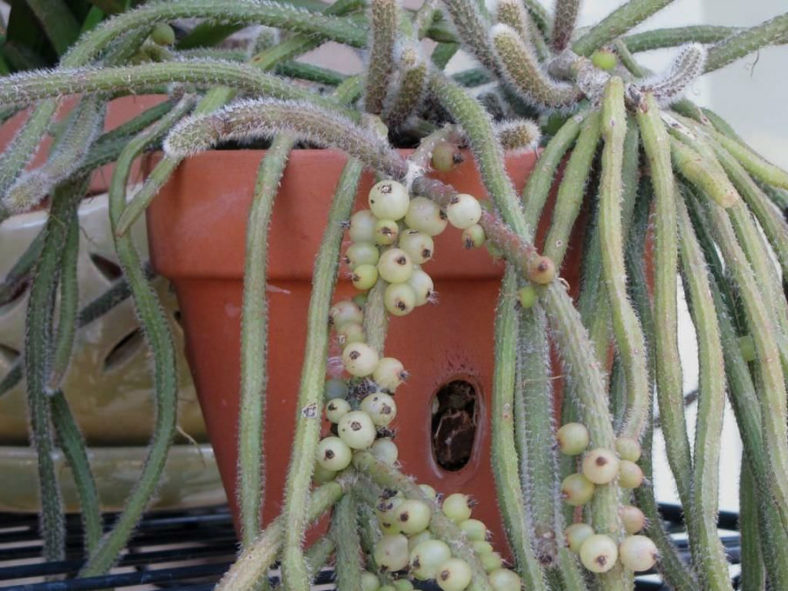 Rhipsalis baccifera subsp. horrida (Mouse Tail Cactus)