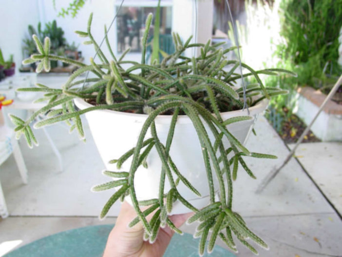 Rhipsalis baccifera subsp. horrida (Mouse Tail Cactus)