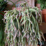 Rhipsalis baccifera subsp. horrida - World of Succulents