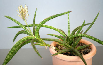 Sansevieria World Of Succulents Sansevieria Ballyi Dwarf
