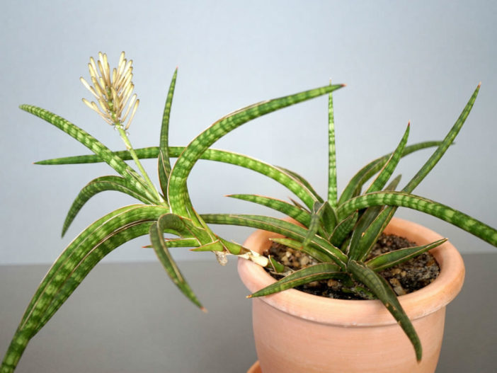 Sansevieria ballyi (Dwarf Sansevieria)