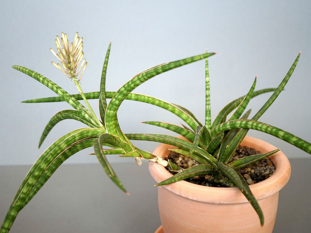 Sansevieria ballyi (Dwarf Sansevieria) - World of Succulents