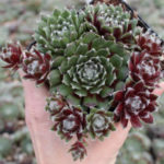 Sempervivum 'Jade Rose' - World of Succulents