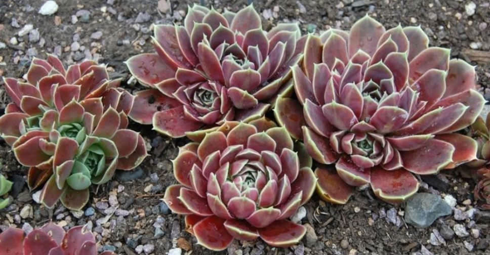 Sempervivum heuffelii 'Purple Haze' - World of Succulents