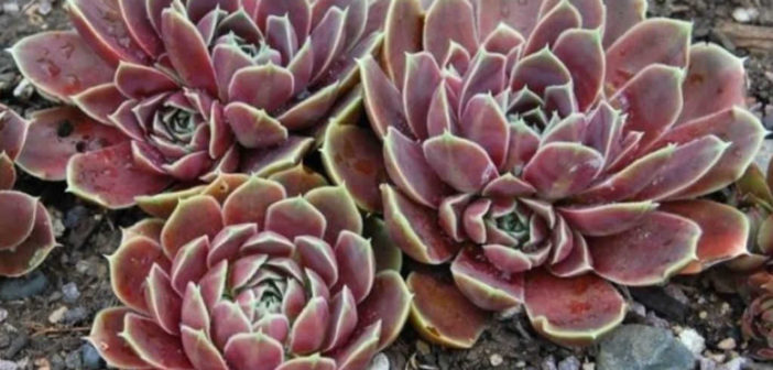 Sempervivum heuffelii 'Purple Haze' (Job's Beard) - World of Succulents