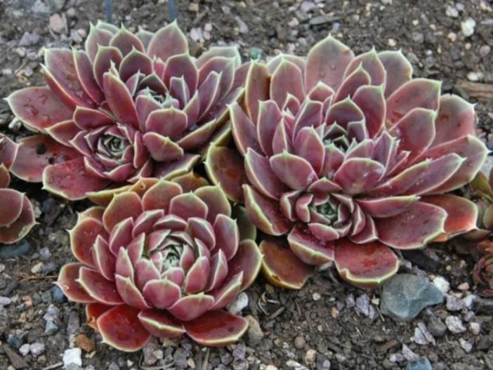 Sempervivum heuffelii 'Purple Haze' (Job's Beard)