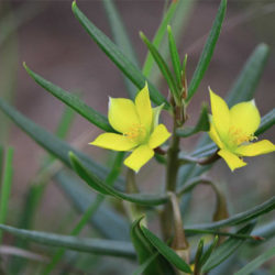 Talinum caffrum (Porcupine Root) - World of Succulents