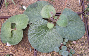 Tylecodon singularis Tylecodon singularis