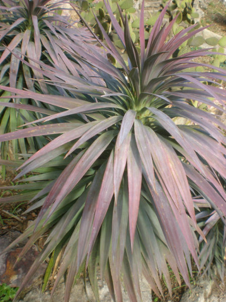 Yucca desmetiana - World of Succulents