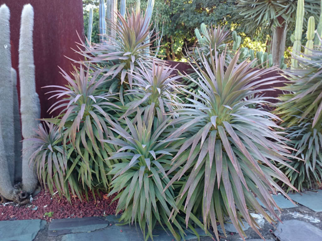 Yucca desmetiana - World of Succulents