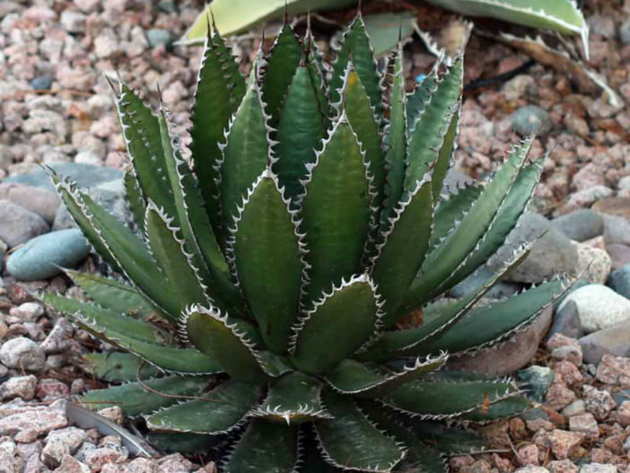 Agave horrida (Mexcalmetl) - World of Succulents