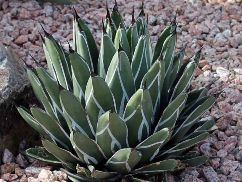 Agave nickelsiae (King of the Agaves)