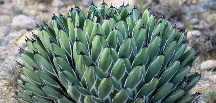 Agave nickelsiae (King of the Agaves) - World of Succulents