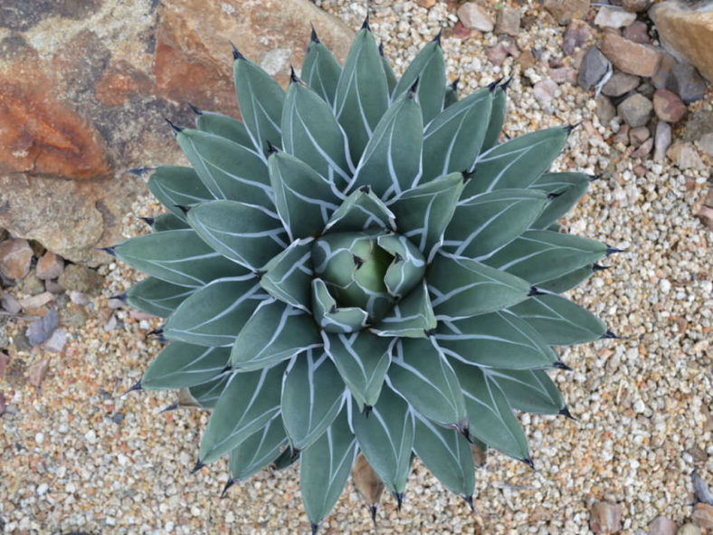 Agave nickelsiae (King of the Agaves)