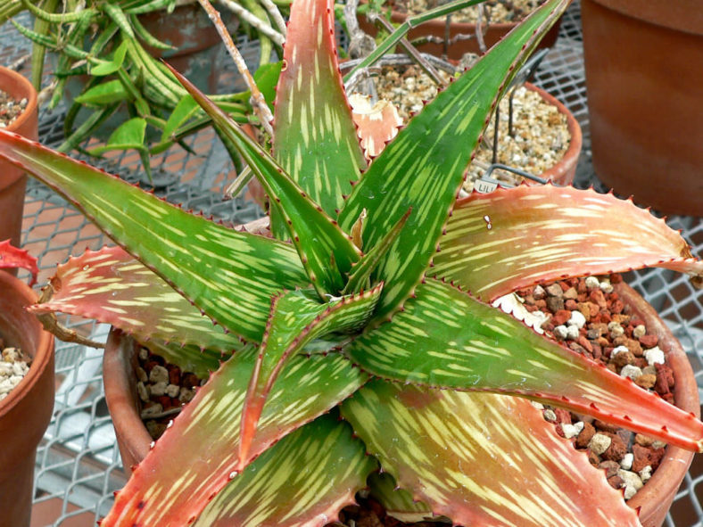 Aloe somaliensis (Somalian Aloe)