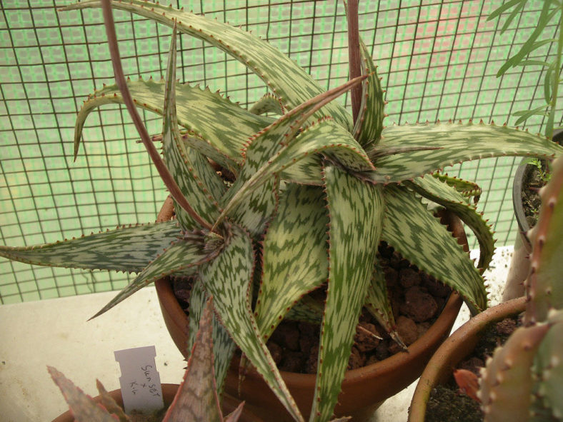 Aloe somaliensis (Somalian Aloe)