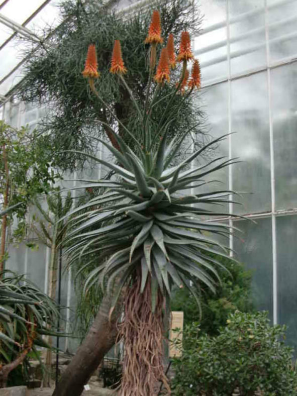 Aloe ×caesia