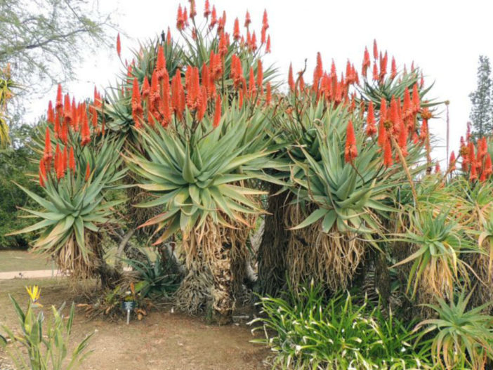Aloe x caesia
