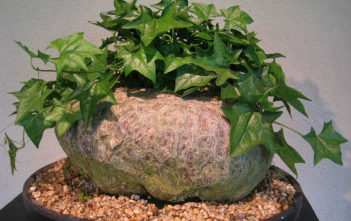 How to Grow and Care for a Bigfoot (Gerrardanthus macrorhizus) Bigfoot (Gerrardanthus macrorhizus)
