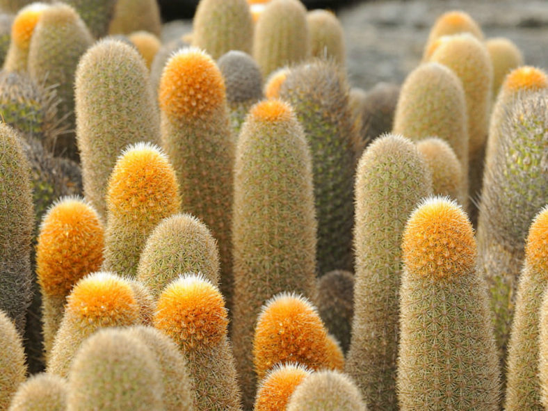 Brachycereus nesioticus (Lava Cactus)