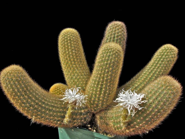 Brachycereus nesioticus (Lava Cactus)