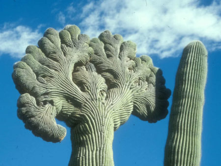 Carnegiea gigantea f. cristata - World of Succulents