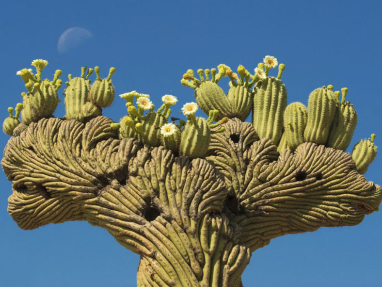 Carnegiea gigantea f. cristata (Crested Saguaro)