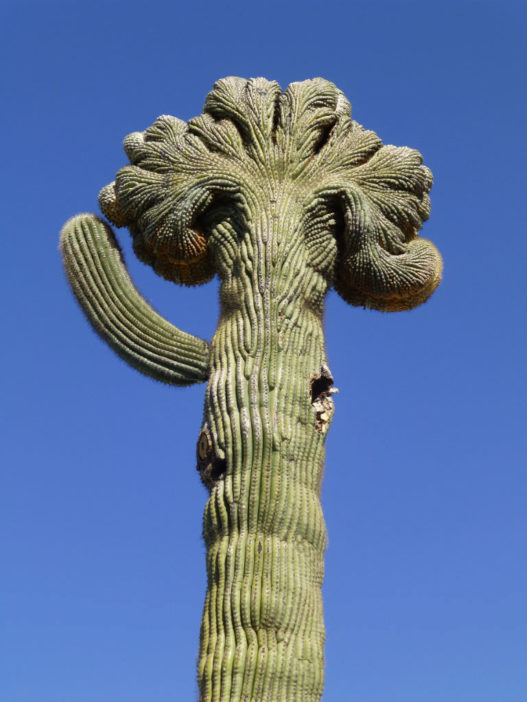 Carnegiea gigantea f. cristata - World of Succulents