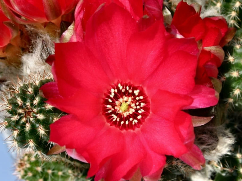 Echinopsis 'Rot Violet' ((Peanut Cactus) aka Echinopsis chamaecereus 'Rot Violet' or ×Chamaelobivia 'Rot Violet'