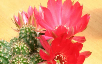 Chamaelobivia 'Rot Violet' (Peanut Cactus) Chamaelobivia 'Rot Violet' (Peanut Cactus)