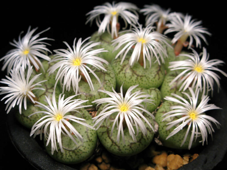 Conophytum ficiforme (Button Plants)