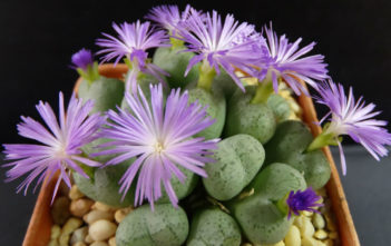 Conophytum ficiforme (Button Plants) Conophytum ficiforme (Button Plants)